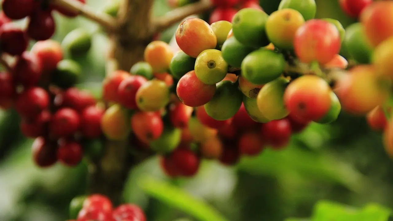 history of coffee