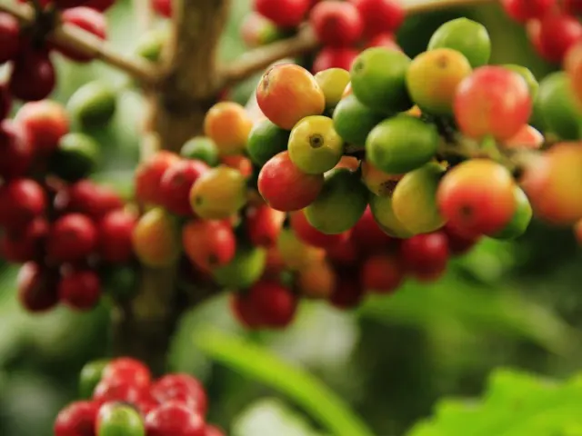 History of Coffee Explained